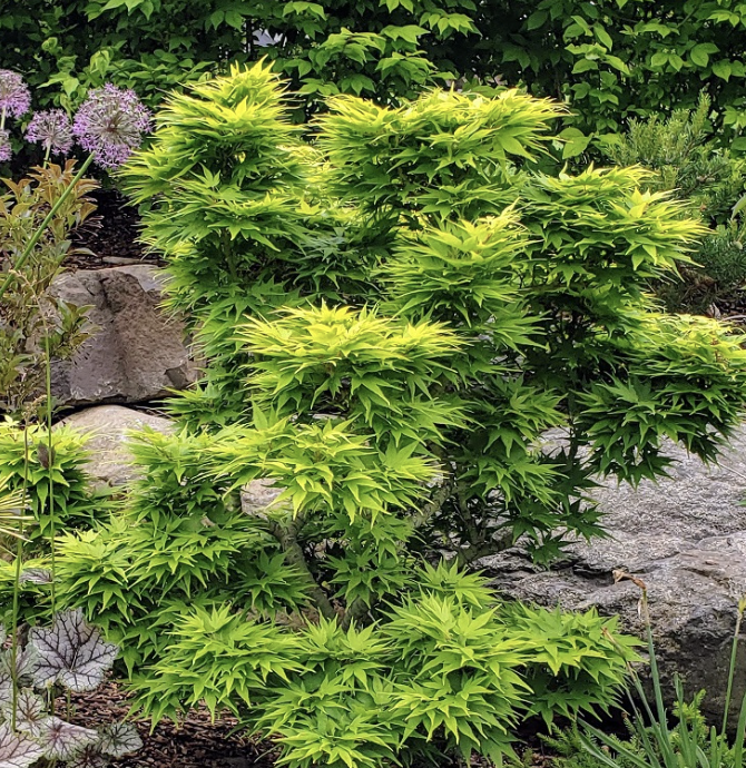 Acer palmatum ‘Mikawa Yatsubusa’ (Japanese Maple)