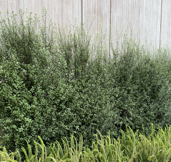 Pittosporum tenuifolium ‘Silver Sheen’
