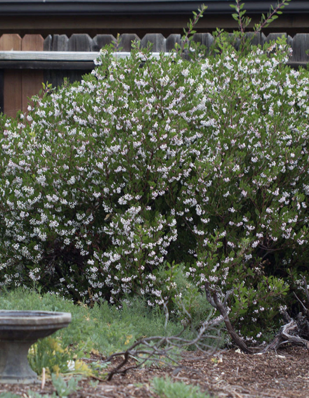Arctostaphylos ‘Howard McMinn’ (Manzanita)