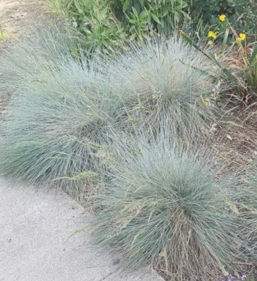 Festuca Californica (California Fescue)