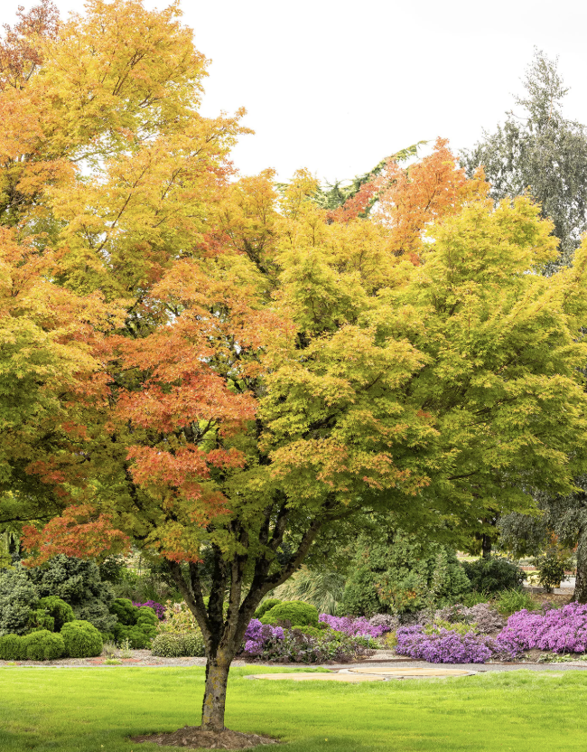 Acer palmatum ‘Sango Kaku’ (Coral Bark Maple)
