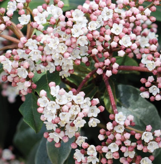 Viburnum tinus ‘Spring Bouquet’ (Laurustinus)