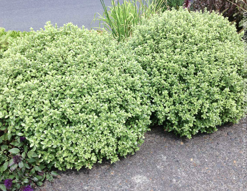 Pittosporum tobira ‘Golf Ball'
