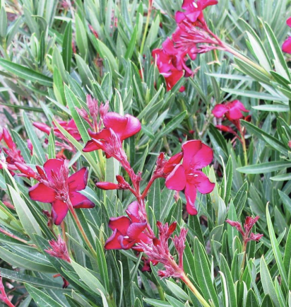 Nerium O. ‘Little Red’ (Oleander)