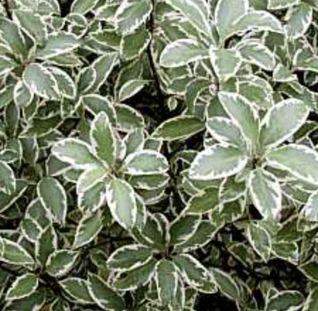 Pittosporum ‘Marjorie Channon’