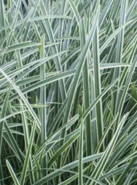 Carex M. ‘Ice Dance’ (Japanese Sedge)