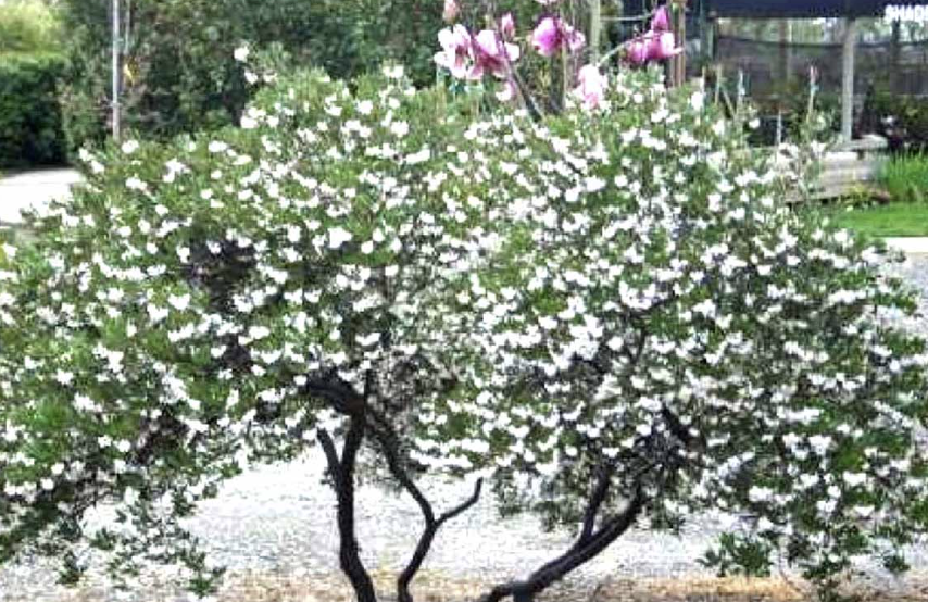 Arctostaphylos ‘Howard McMinn’