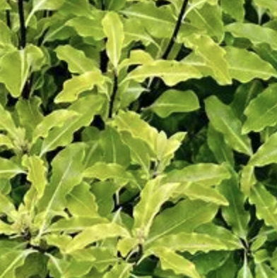 Pittosporum eugenioides (Lemonwood)