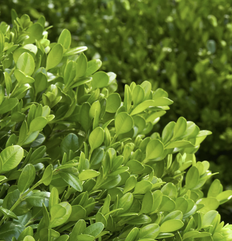 Buxus ‘Winter Gem’
