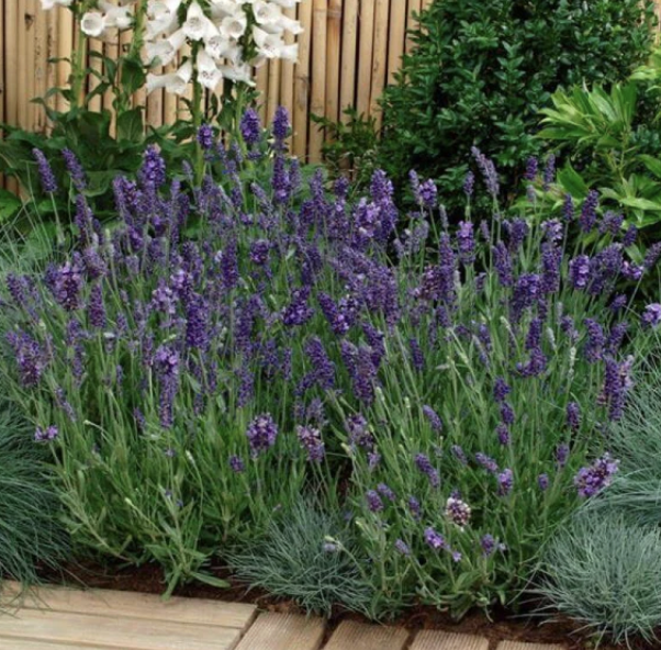 Lavandula A. ‘Elegance Purple’ (English Lavender)