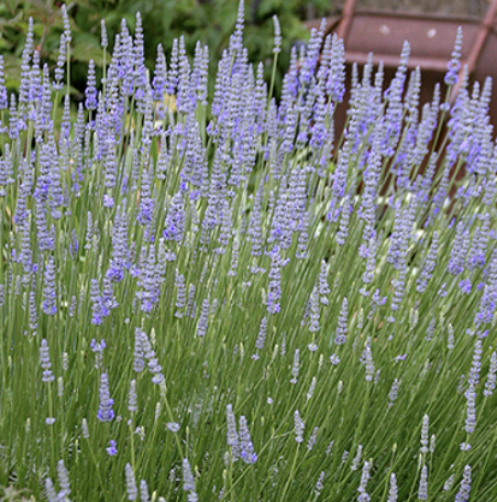 Lavandula I. ‘Provence’ (Lavender)