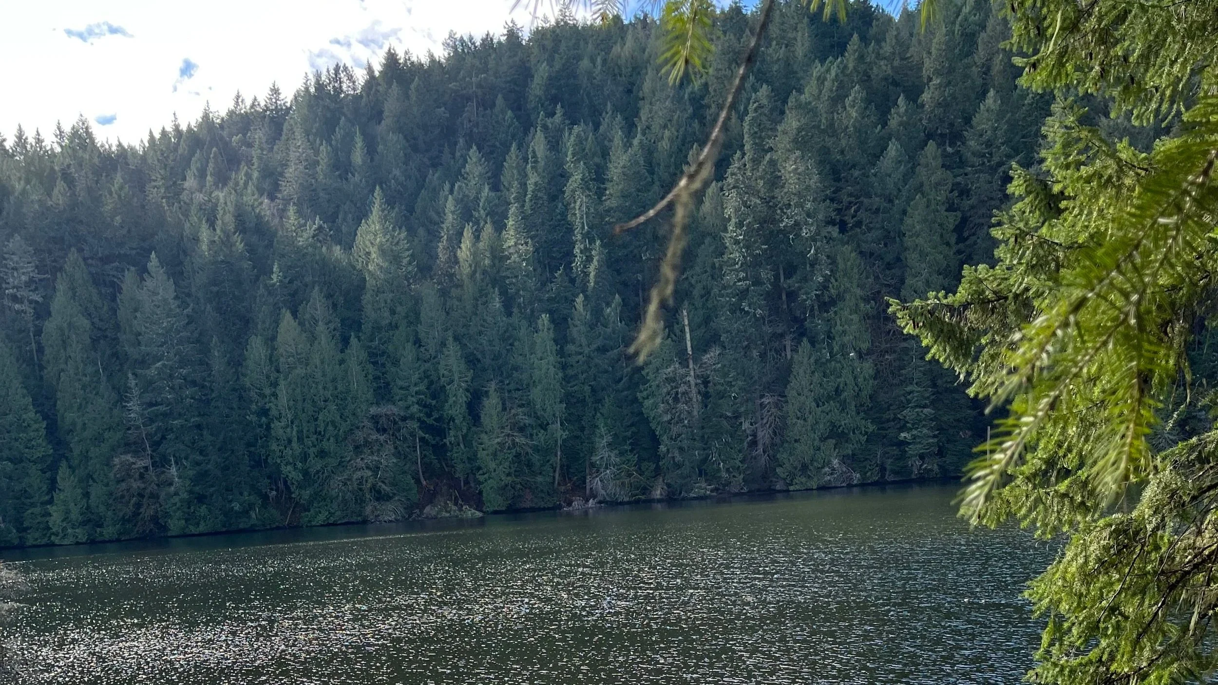 A lake with forest behind