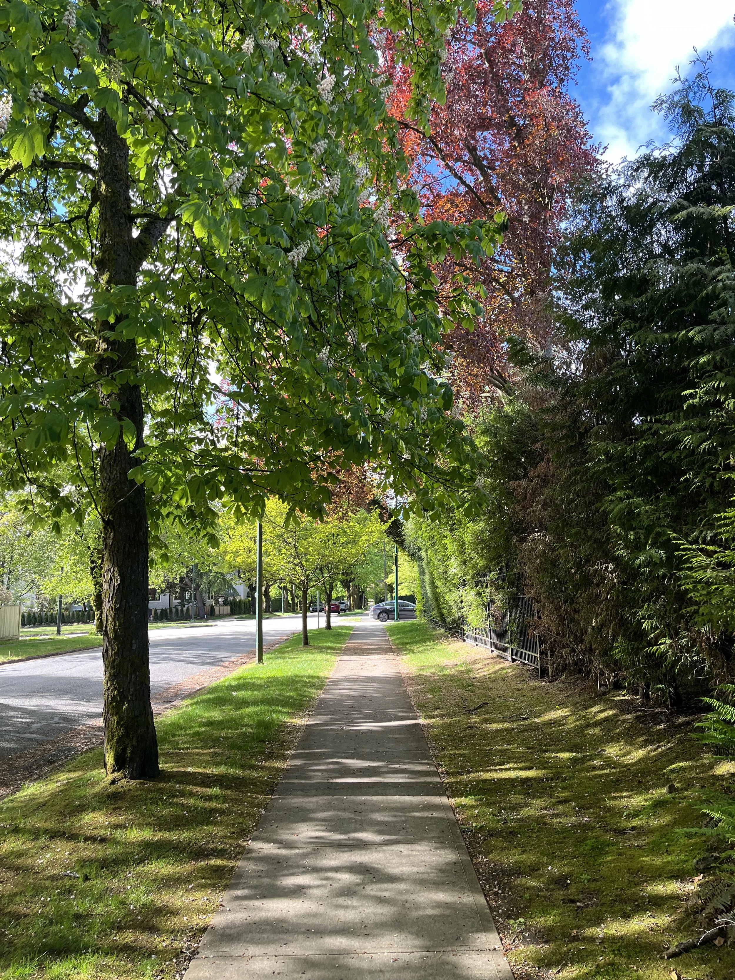 A sidewalk lined with trees and bushes on a sunny day in a suburban neighborhood.