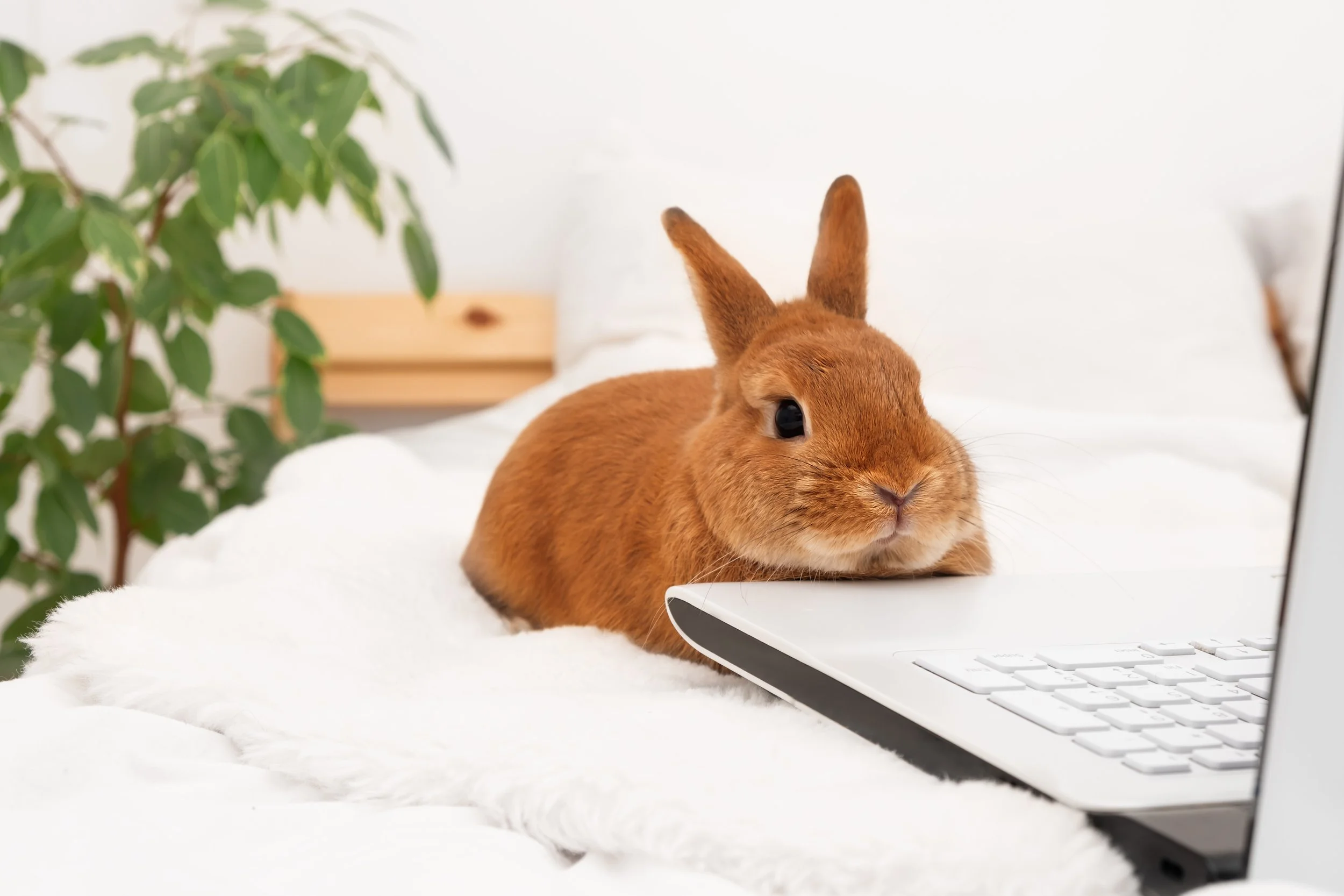 Bunny in front of a laptop