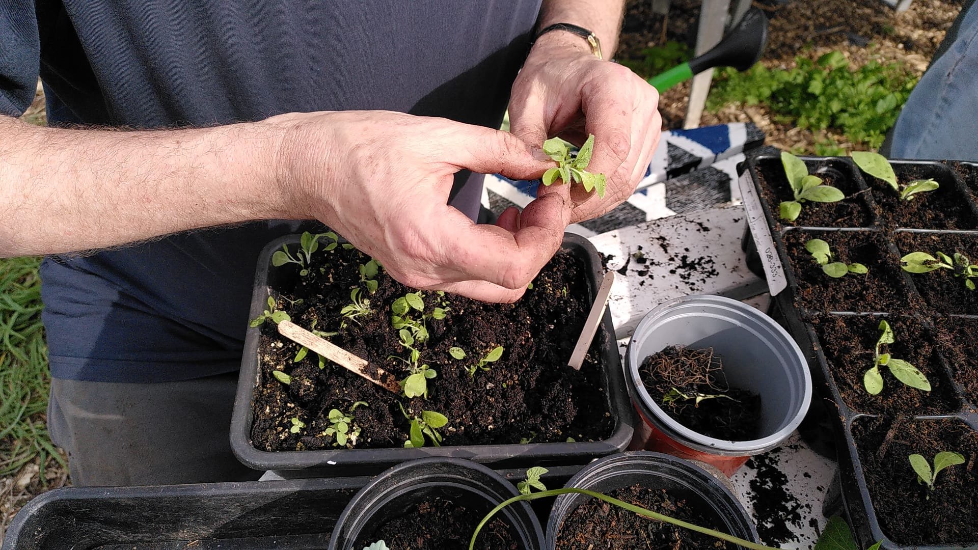 A person is transplanting a small seedling into a black plastic container filled with soil on a gardening table. Several similar seedlings are in other containers nearby.