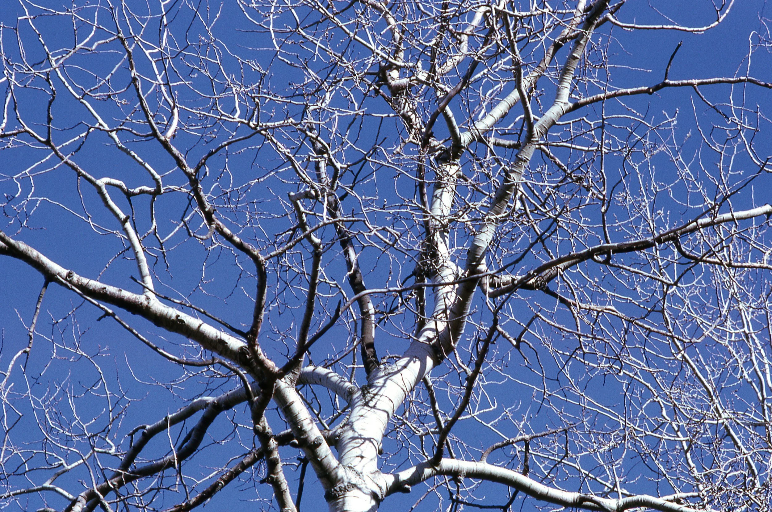 A leafless tree with white bark and many twisting branches against a bright blue sky.