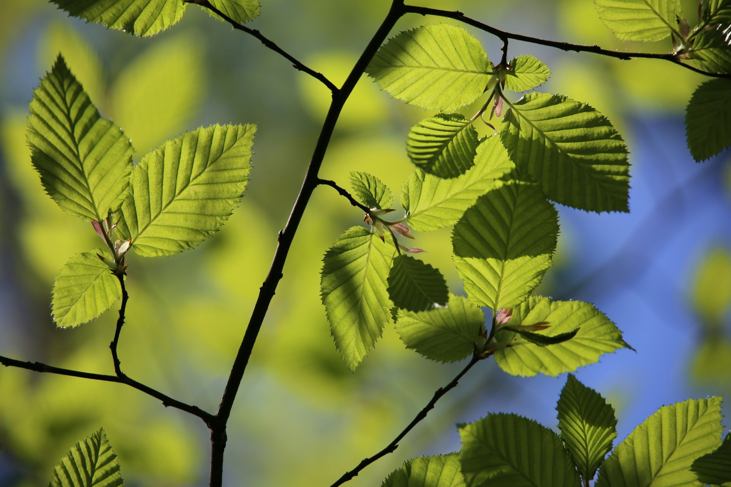Close-up of green leaves on a tree branch with sunlight filtering through.