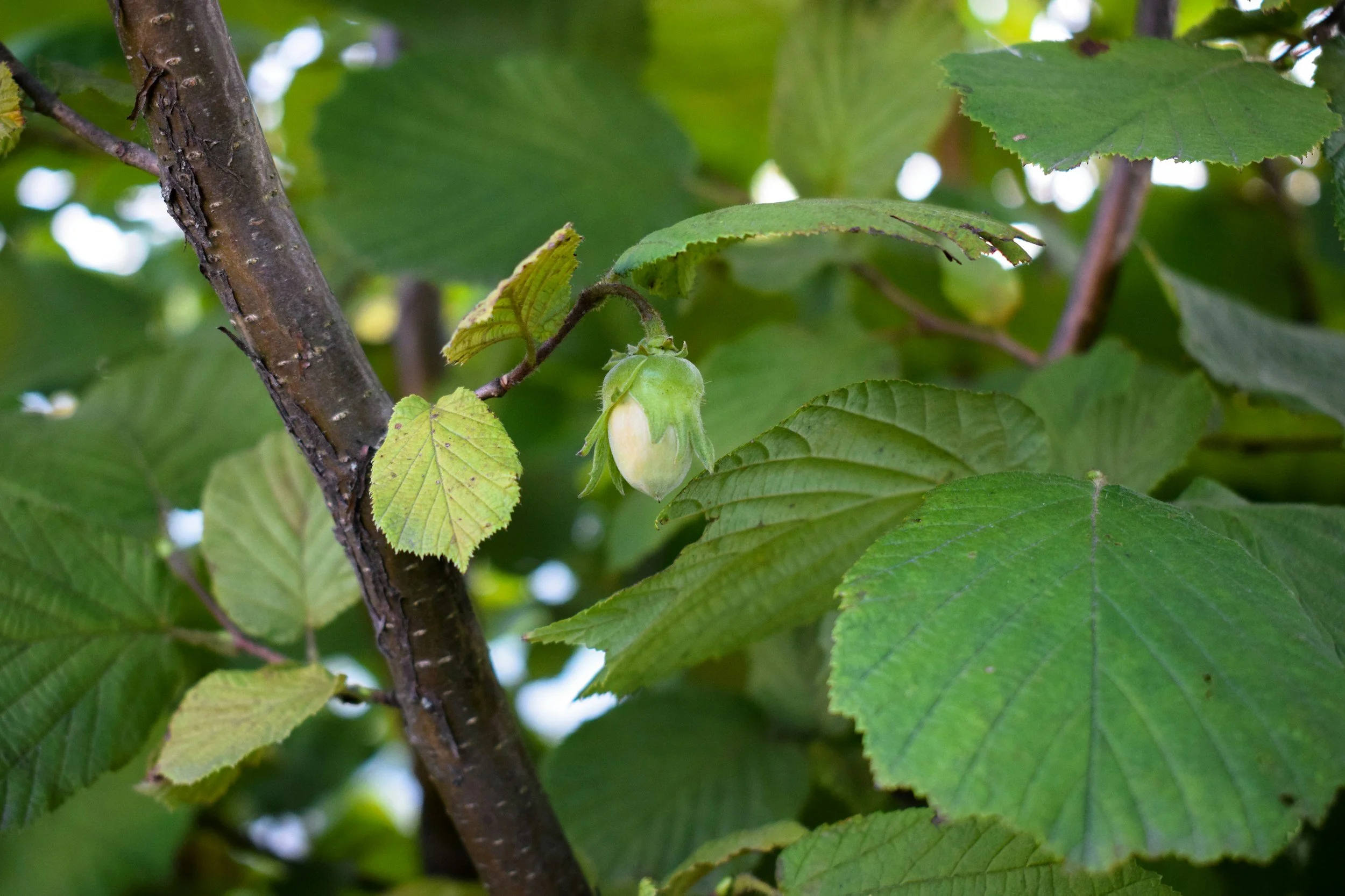 A close-up view of a green hazelnut husk hanging from a tree branch with green leaves surrounding it.