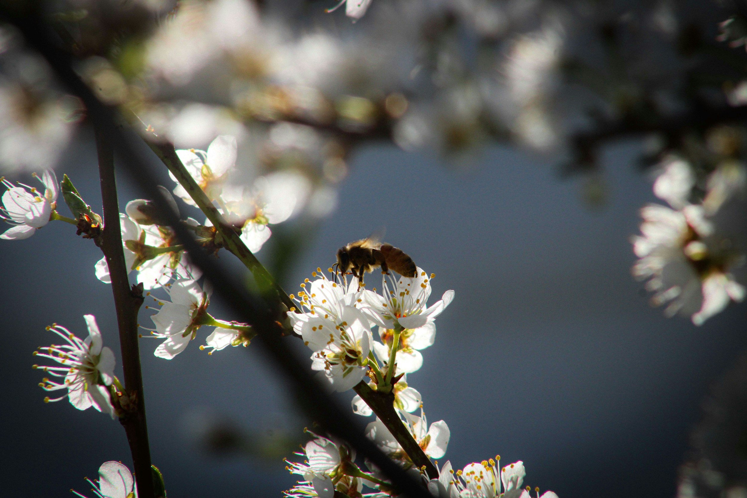 Close-up of white blossoms on a branch with a bee collecting nectar.
