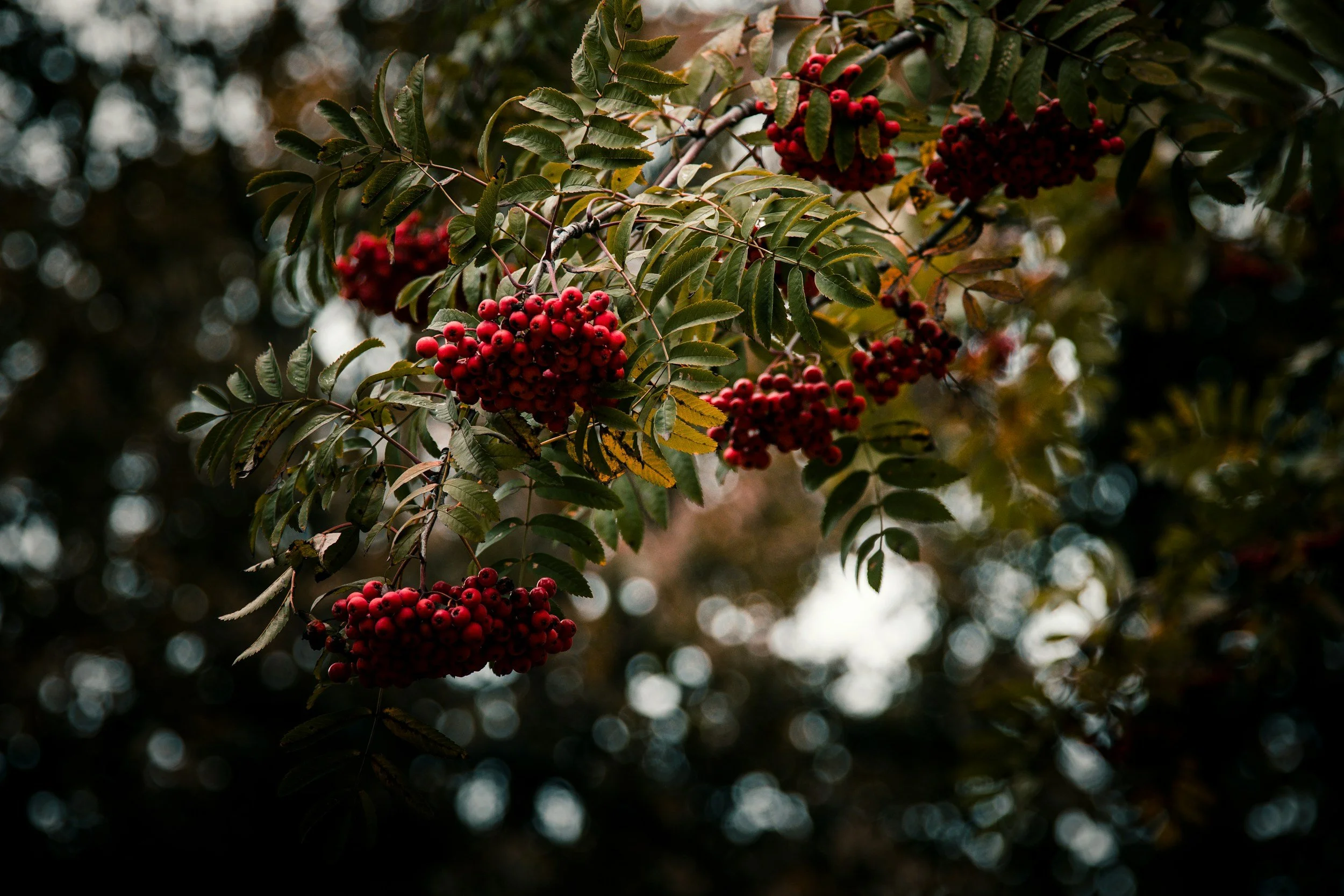 Red berries hanging from a branch with green leaves, blurry background with light bokeh.