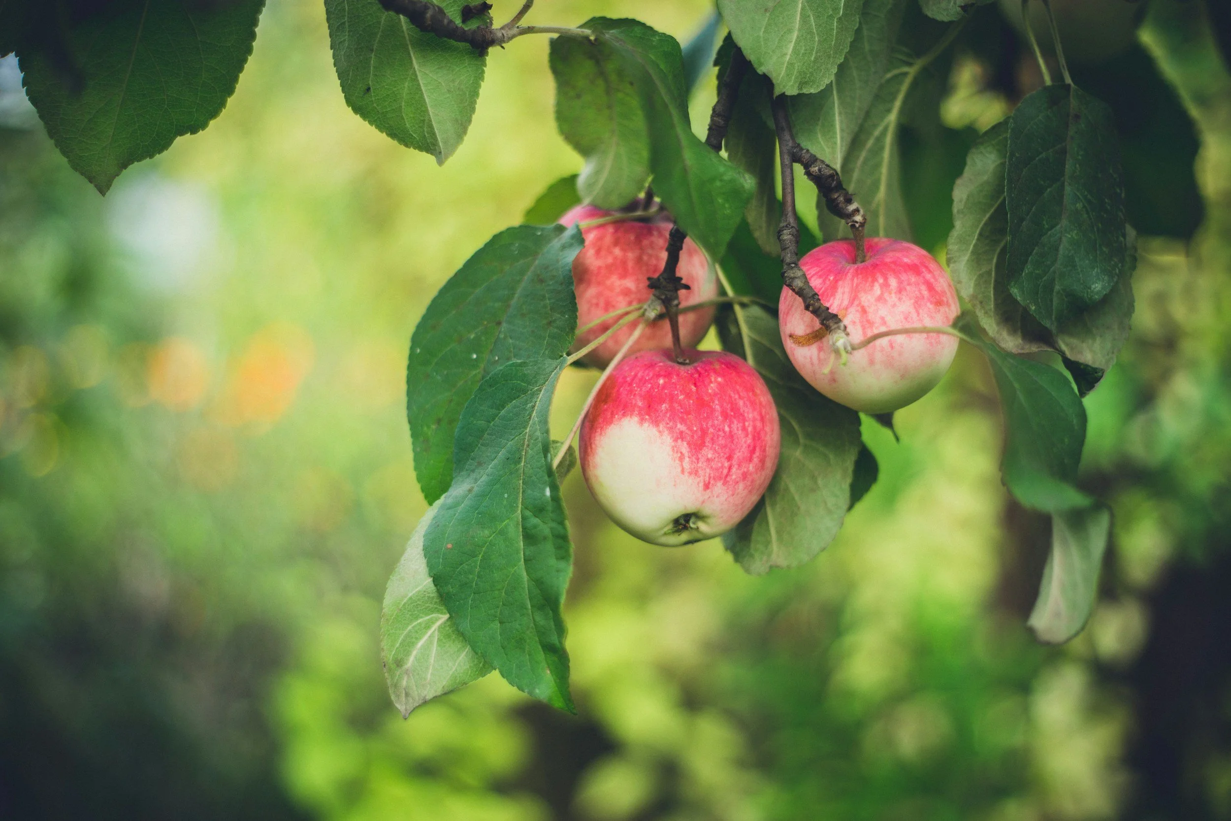 Three ripe apples hanging from a tree branch surrounded by green leaves