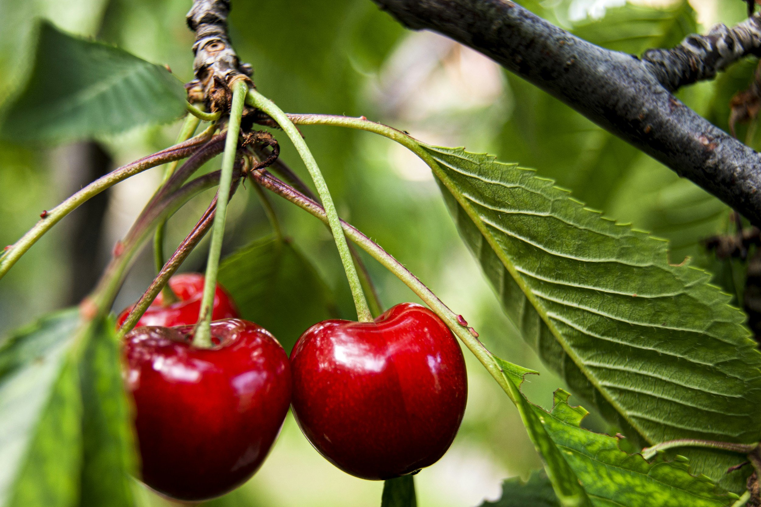 Red cherries hanging from a branch with green leaves in the background.