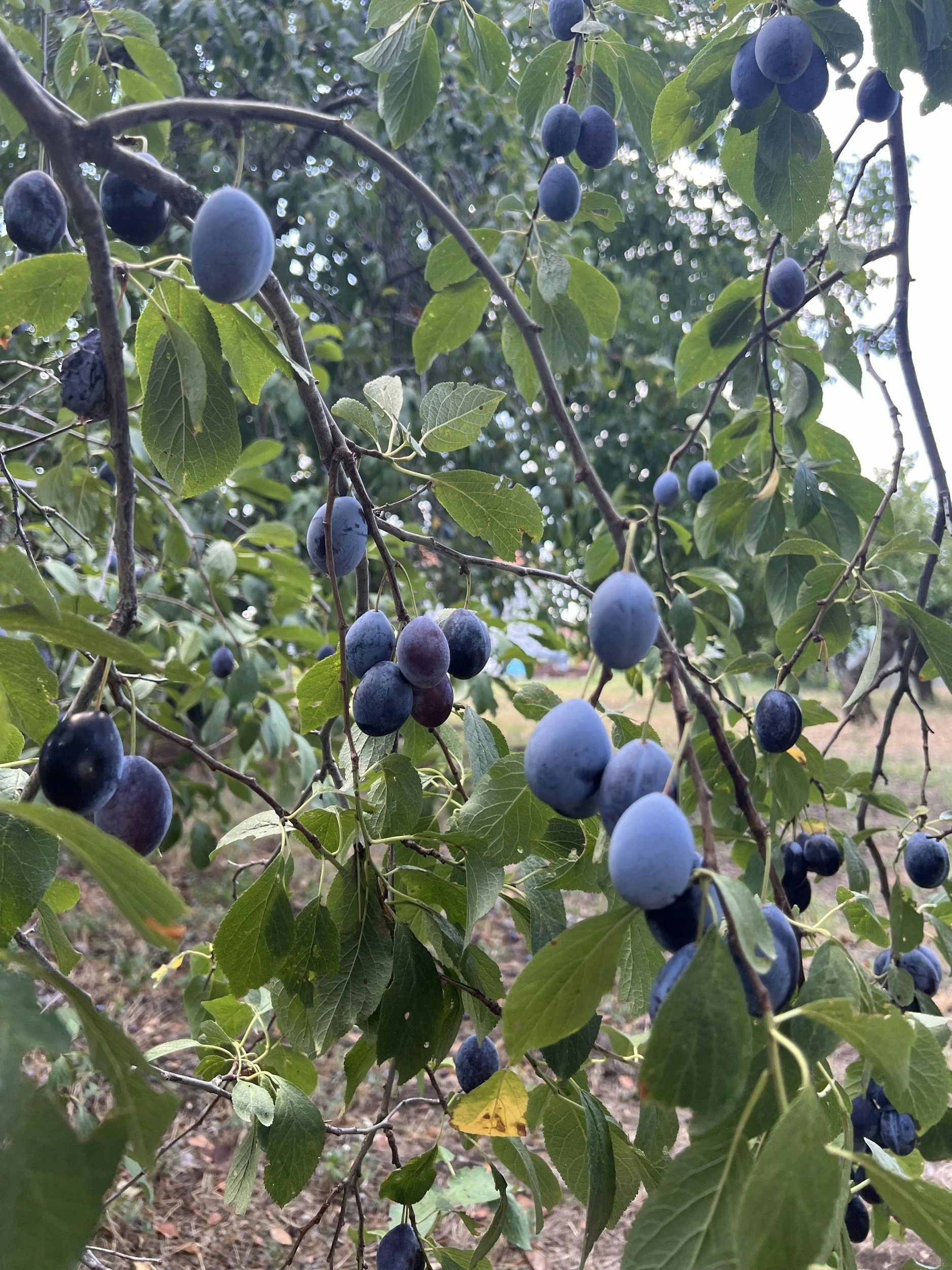 Close-up of a branch of a blueberry bush with multiple ripe, dark blue blueberries hanging from the branches among green leaves.