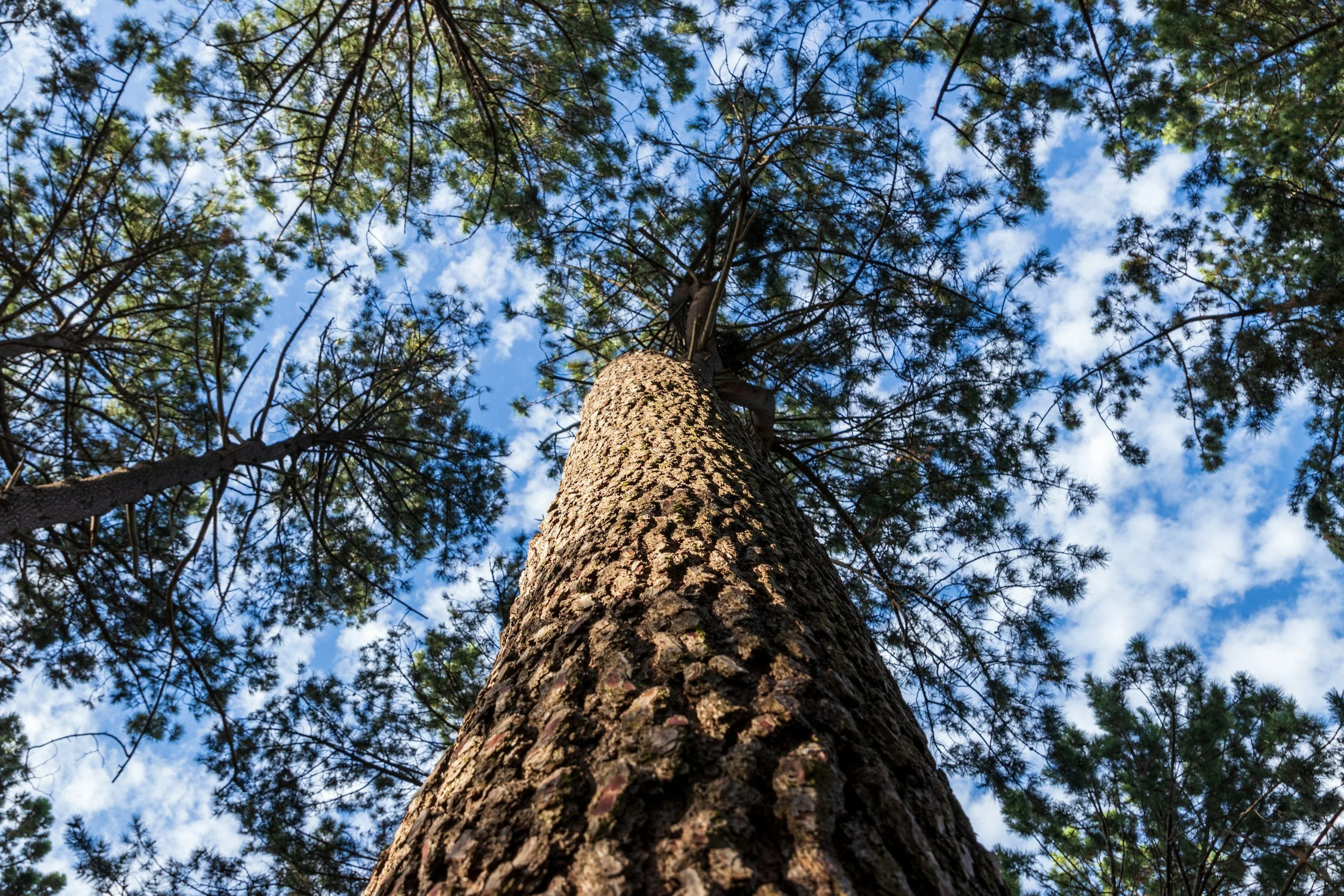 Looking up at a tall pine tree with rough bark, with the blue sky and white clouds visible through the green pine needles.