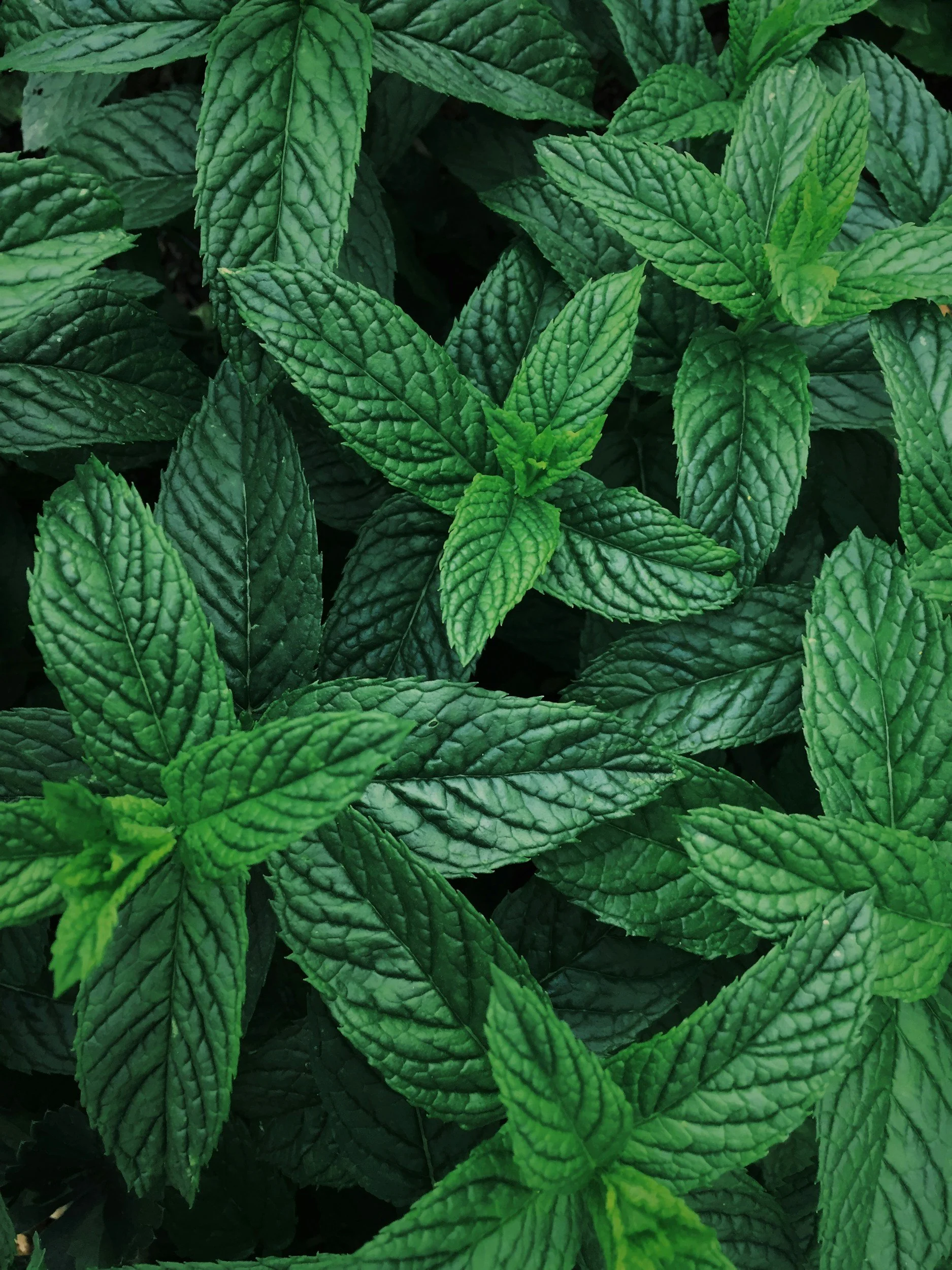 Close-up of green mint leaves with textured and veined surfaces.