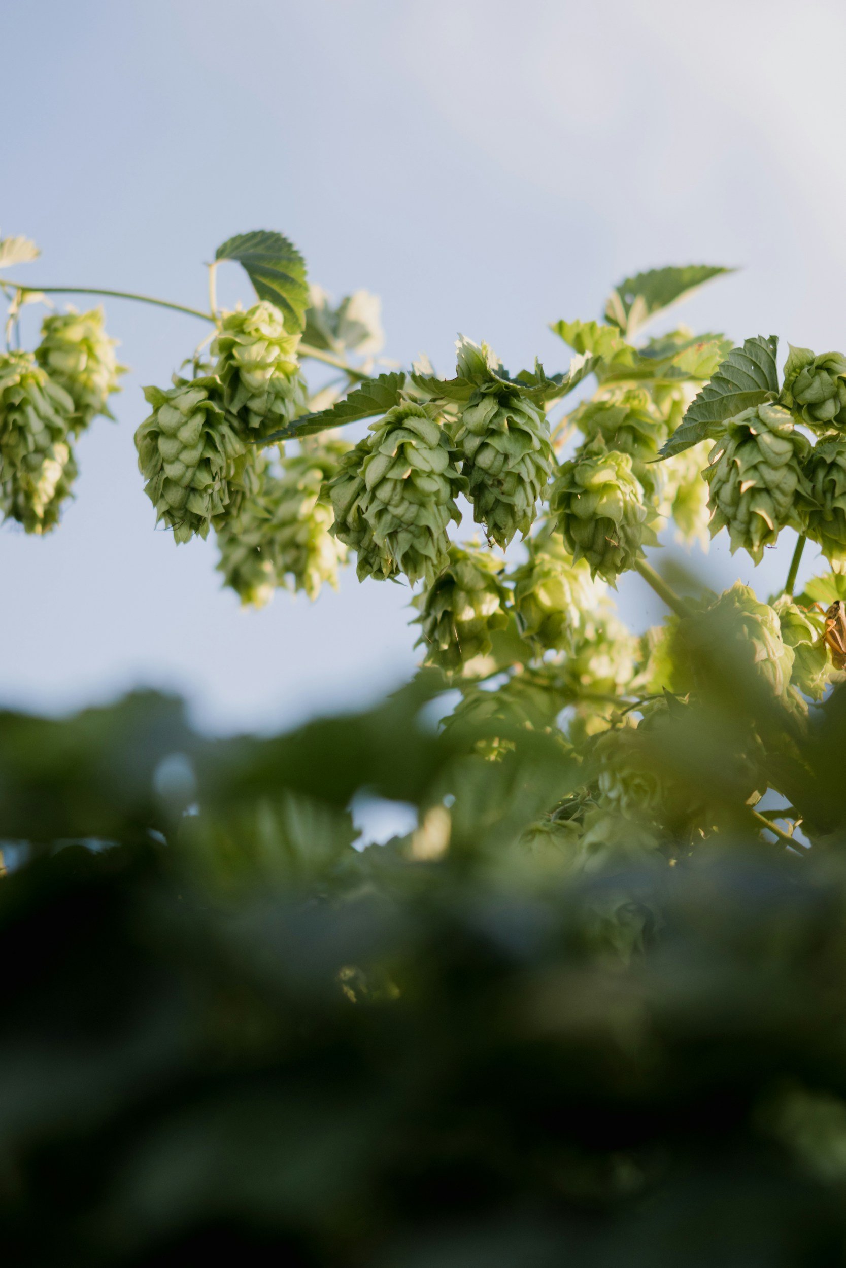 Close-up of hop cones hanging on a vine with green leaves, against a blue sky background.