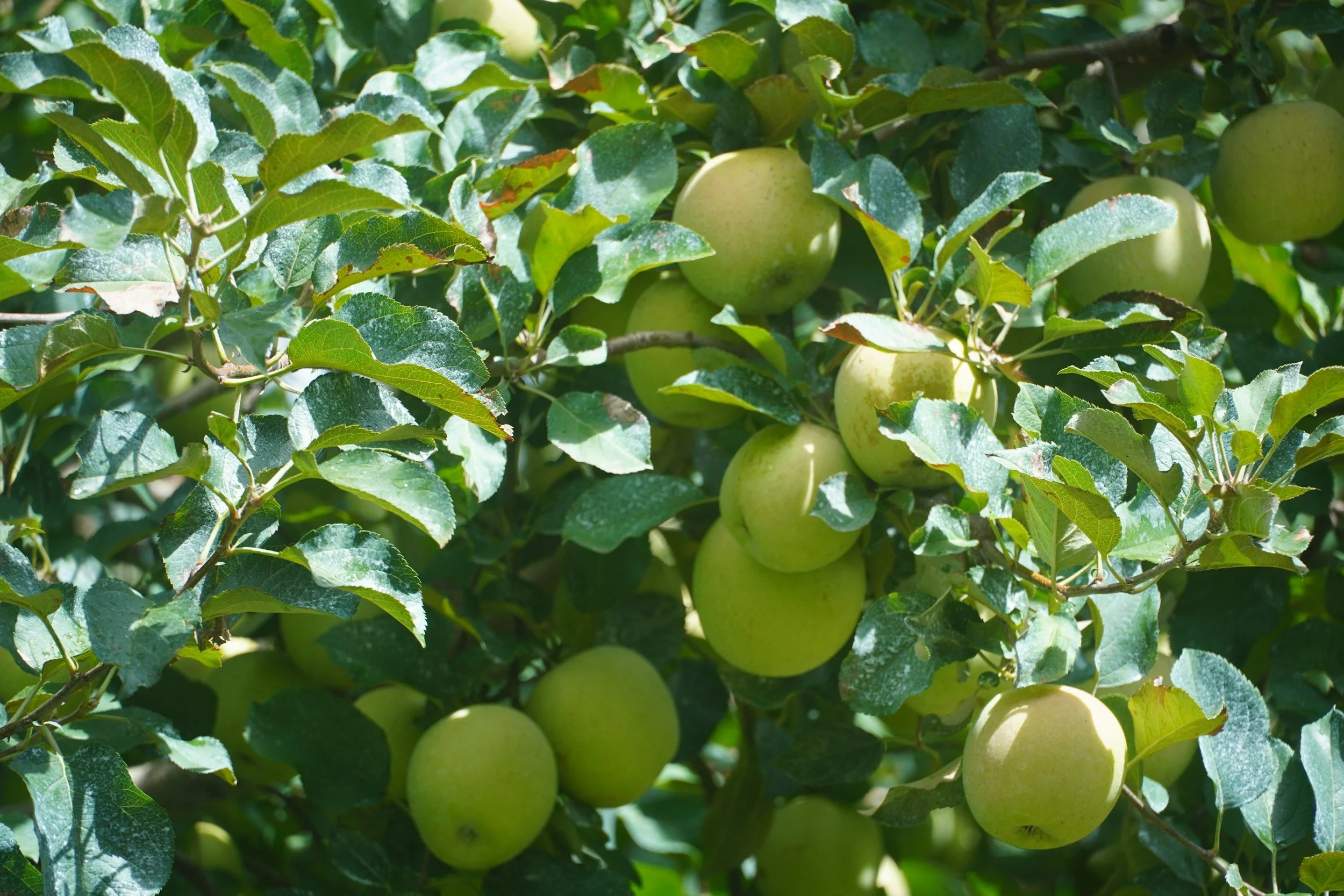 Green apples growing on a tree surrounded by leaves in sunlight.