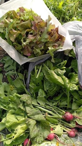 Produce June 2026.jpeg