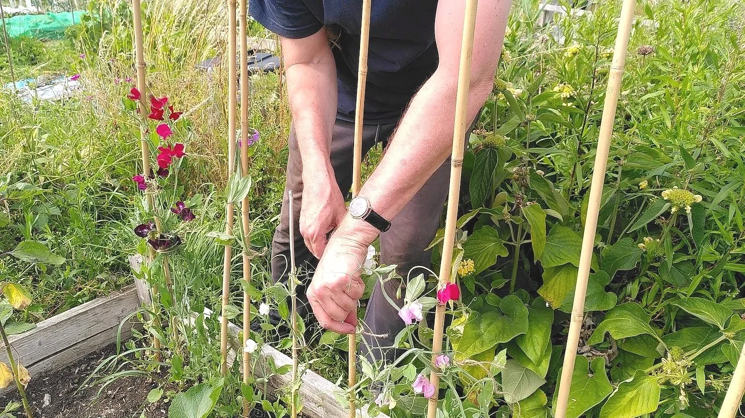 July 2026 - Long Hot Summer in Marston