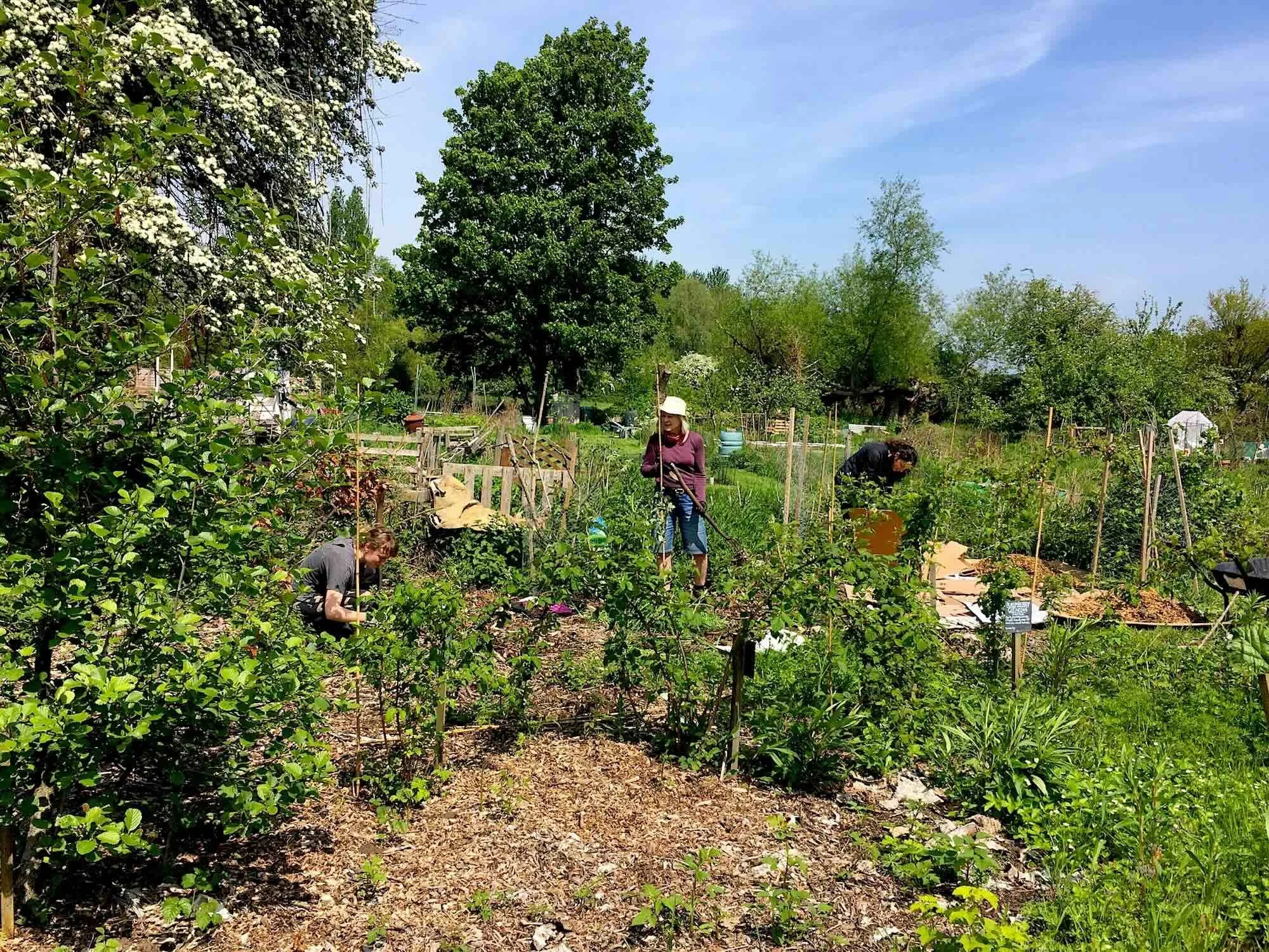 A lush garden with various plants and trees, with people working and tending to the garden on a sunny day.