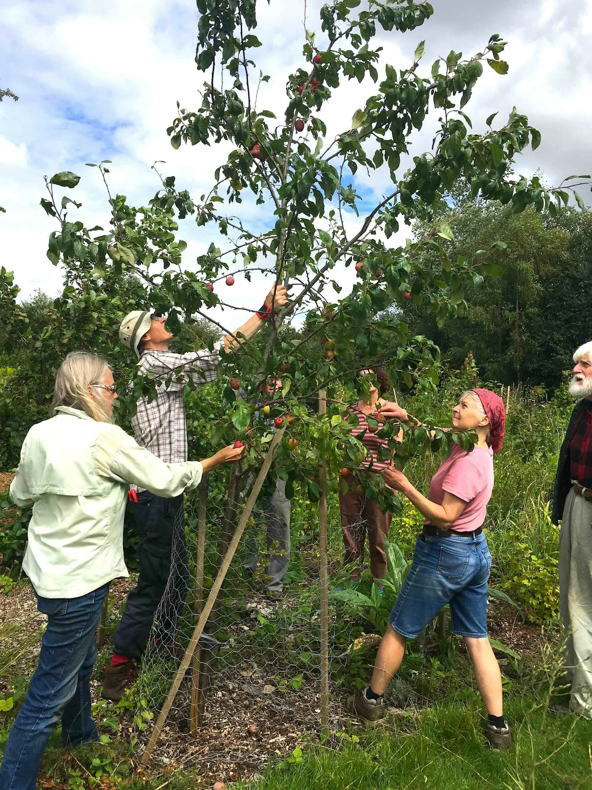 Group of people harvesting apples from a tree in an orchard.