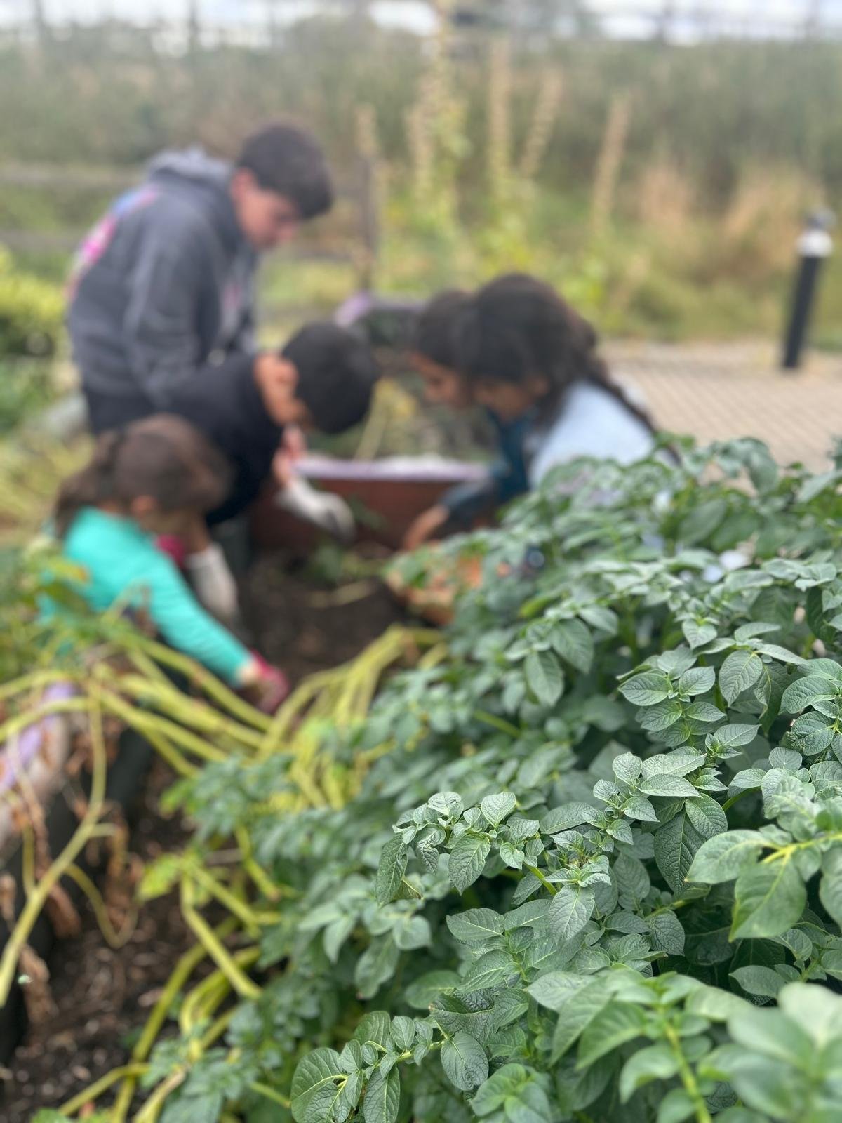 A group of people planting or gardening outdoors, with green leafy plants in the foreground and a blurred background of trees and a paved path.
