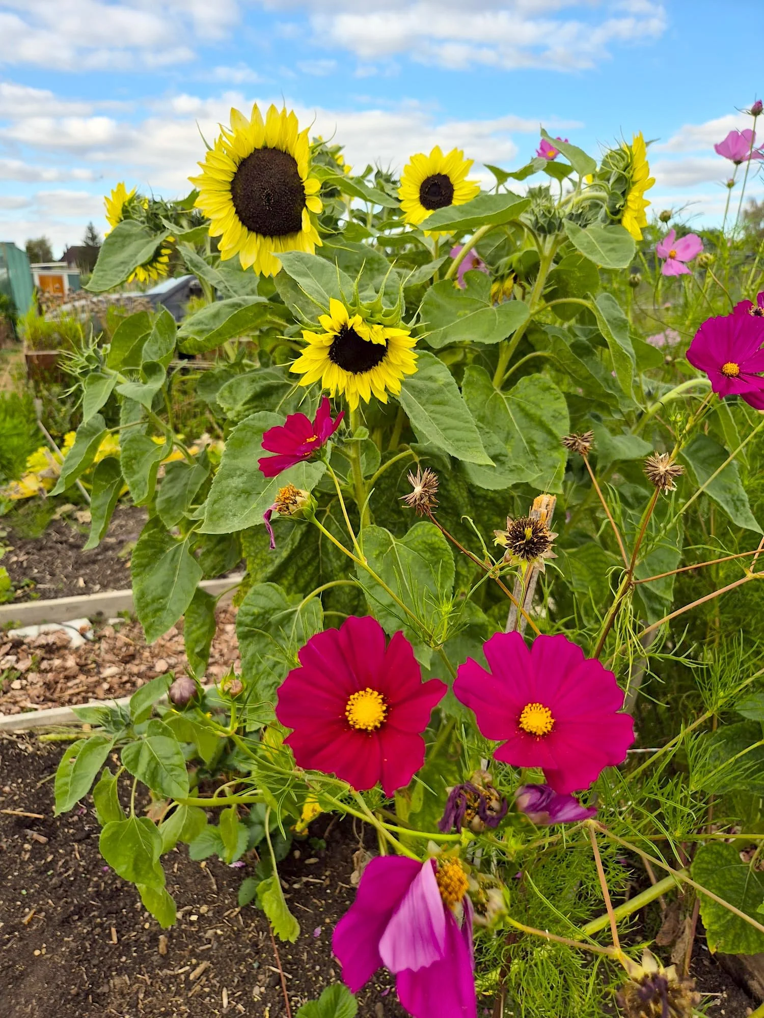 Bright yellow sunflowers and vivid pink cosmos flowers growing in a garden with a partly cloudy blue sky in the background.
