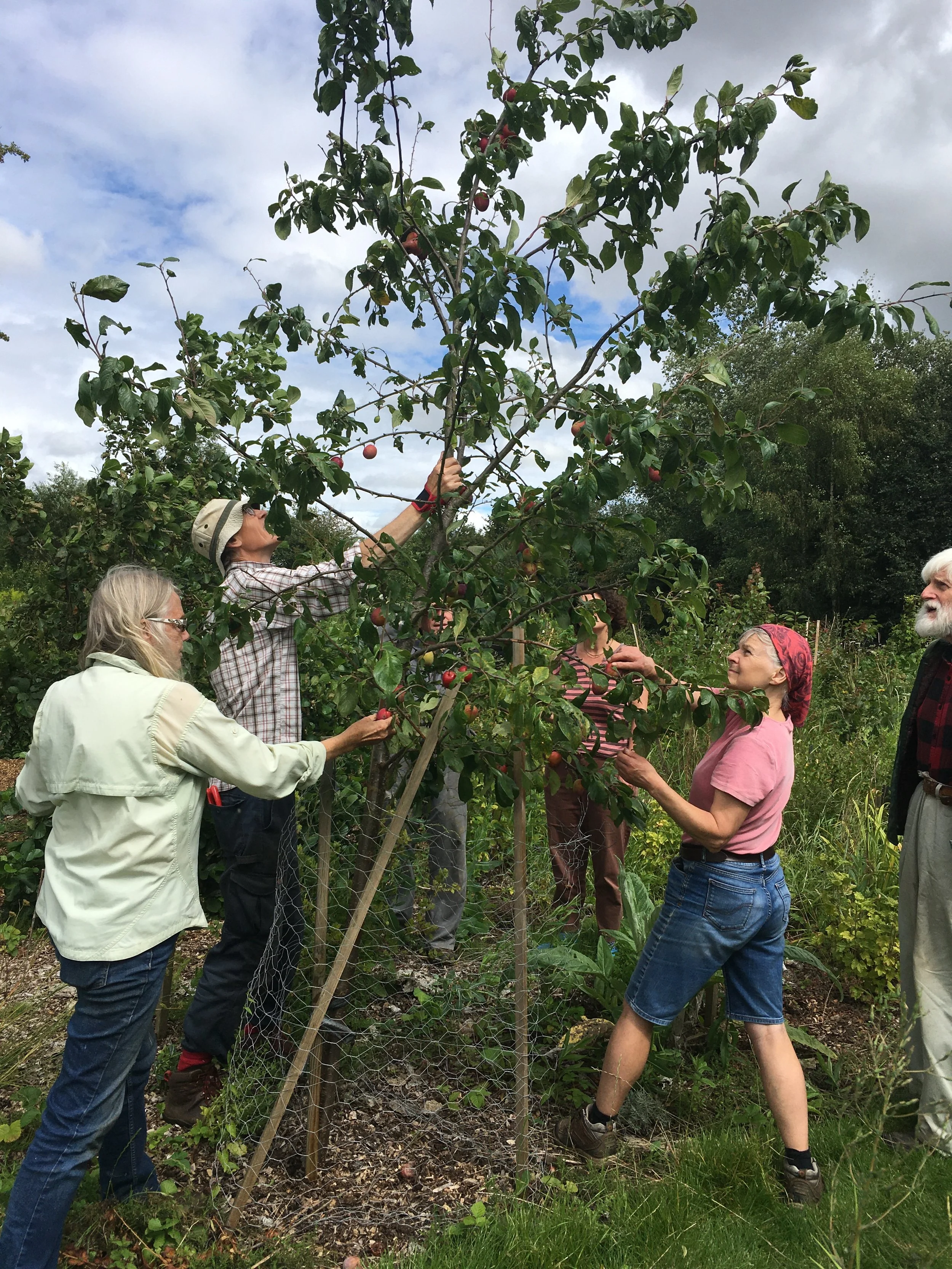 Volunteers picking red plums from a fruit tree at Marston Forest Garden.