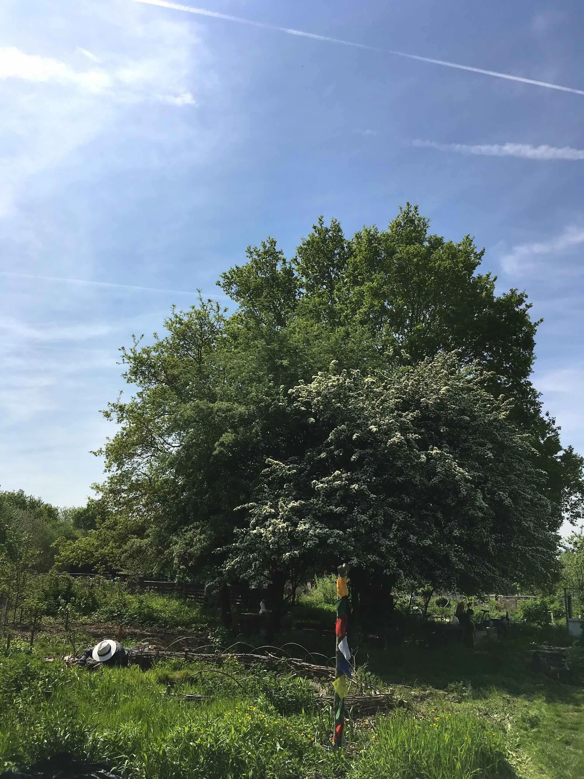A large green tree with a partly cloudy blue sky in the background, and some people and objects visible at the base.
