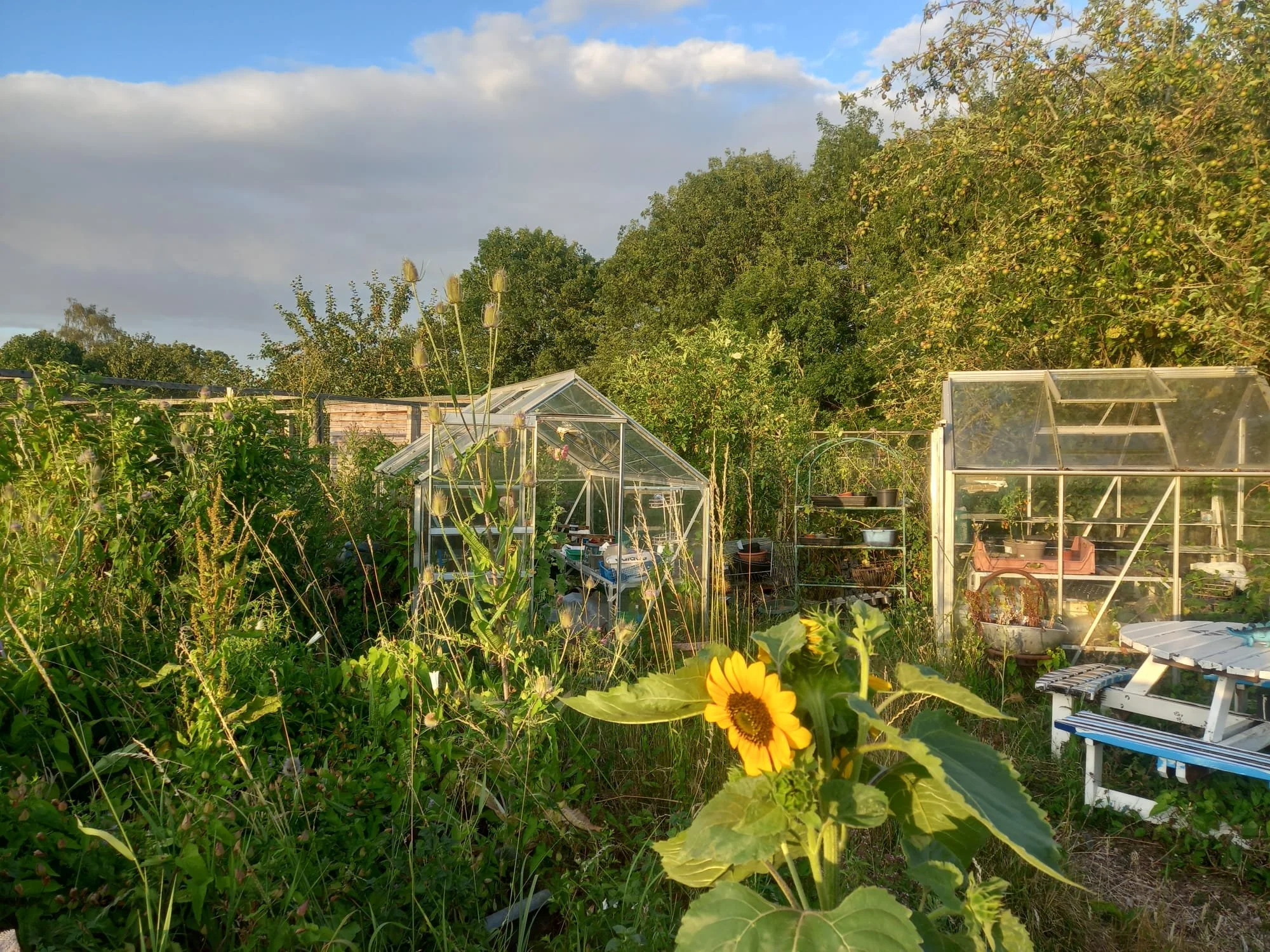A garden with green plants, yellow flowers, greenhouses, trees, and blue sky with some clouds.