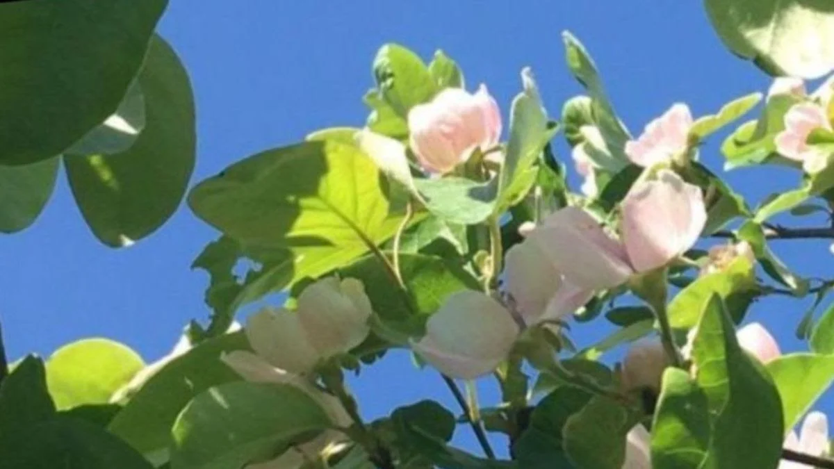 May 2026 - Growing season in Marston