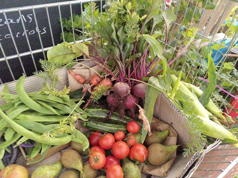 Fresh vegetables including tomatoes, cucumbers, beetroot, carrots, and green beans in a shopping cart.