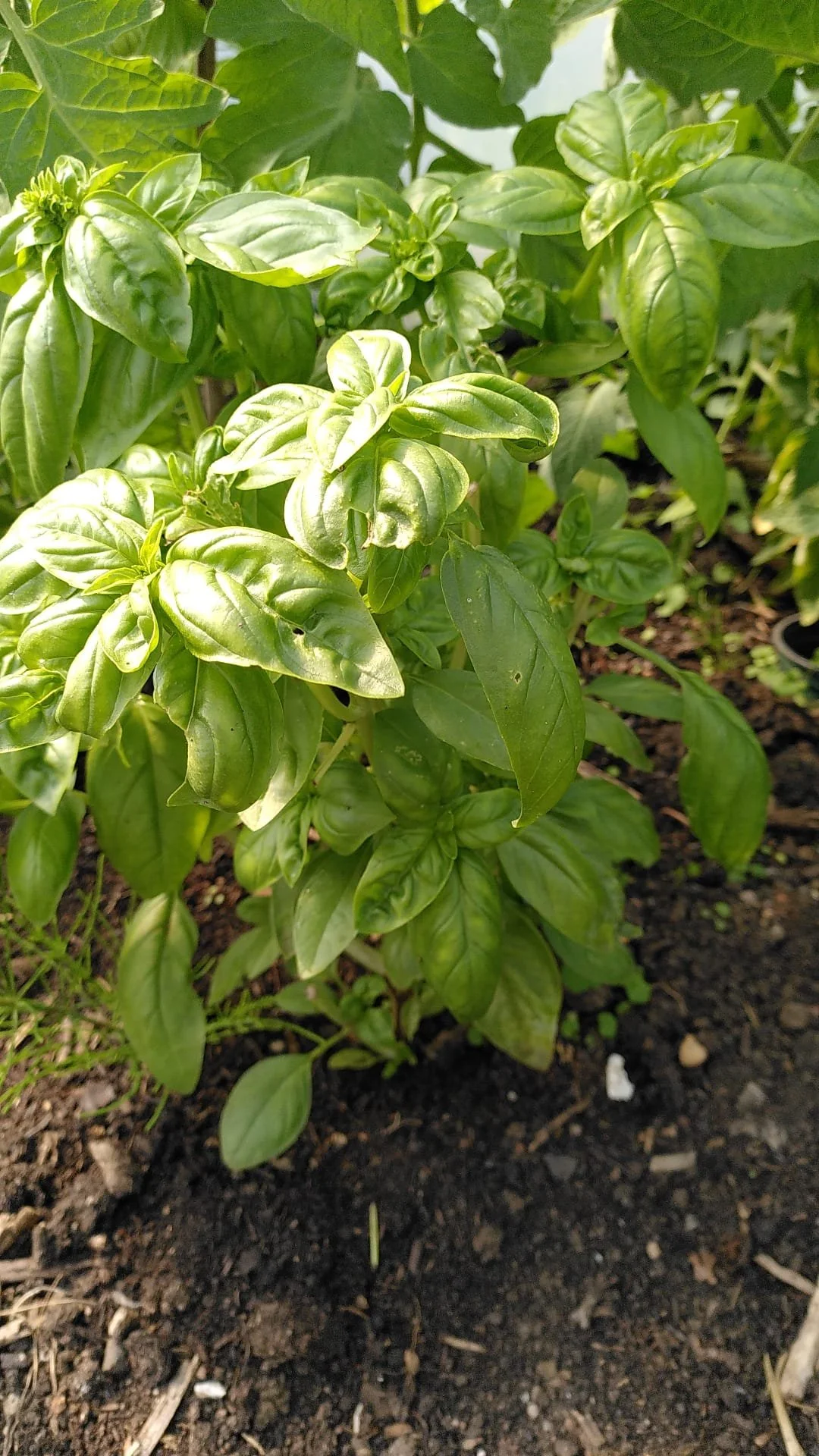 Close-up photo of a basil plant with vibrant green leaves growing in dark soil.
