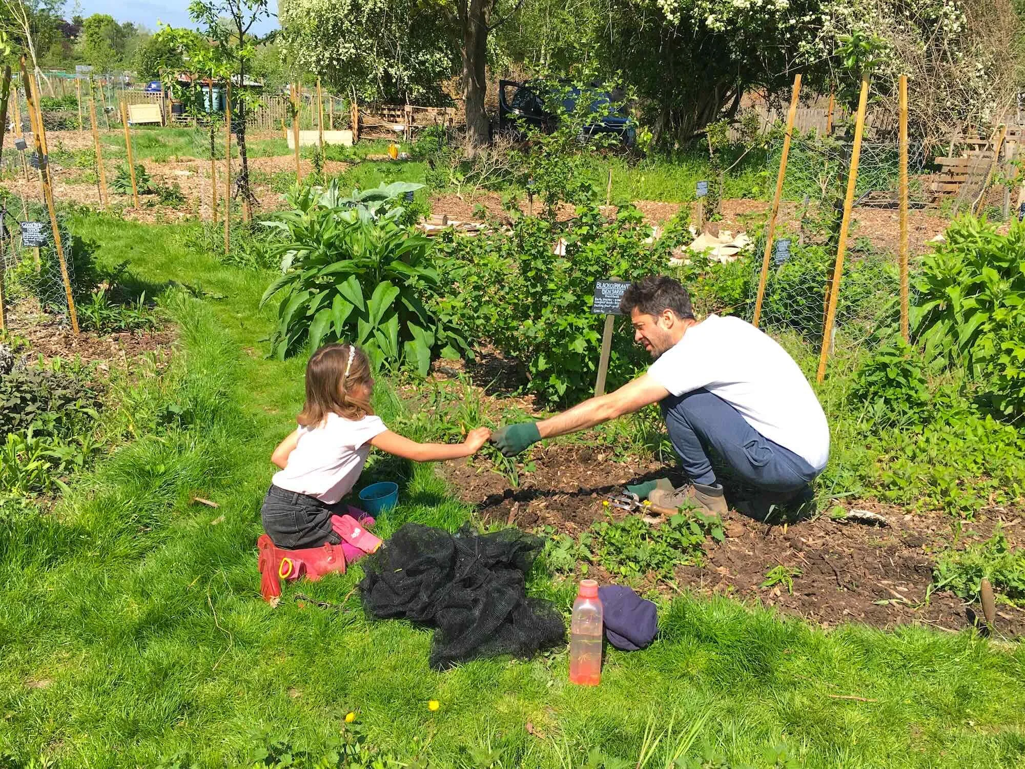 A man and young girl planting a garden together outdoors on a sunny day, with various plants and garden markers around.