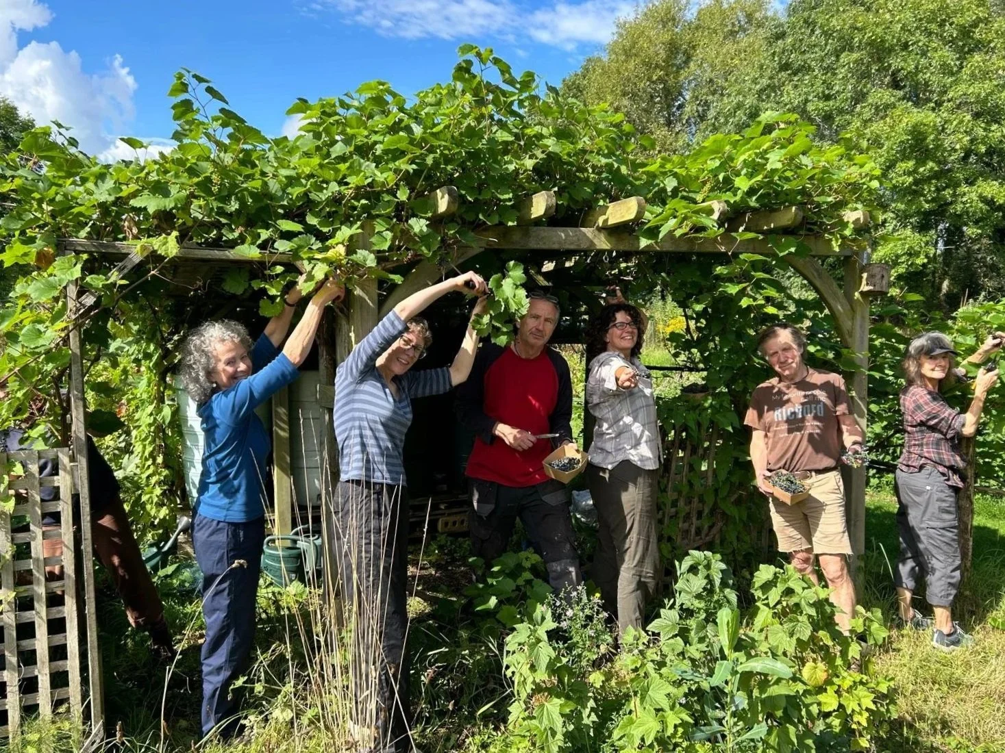 Group of seven people harvesting grapes in a vineyard under a wooden trellis, in bright sunlight.