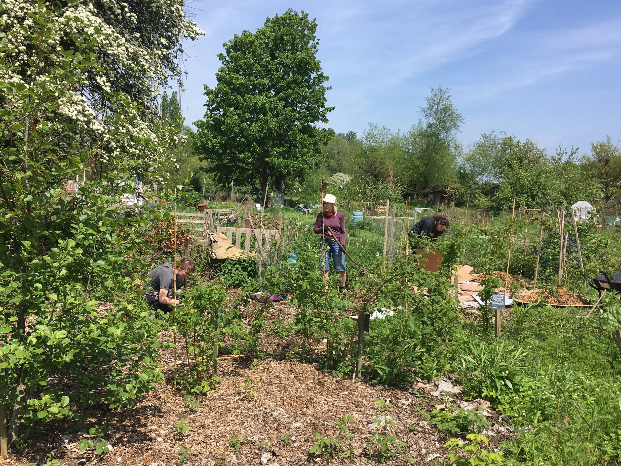 Volunteers working among the trees, shrubs and planting beds at Marston Forest Garden.