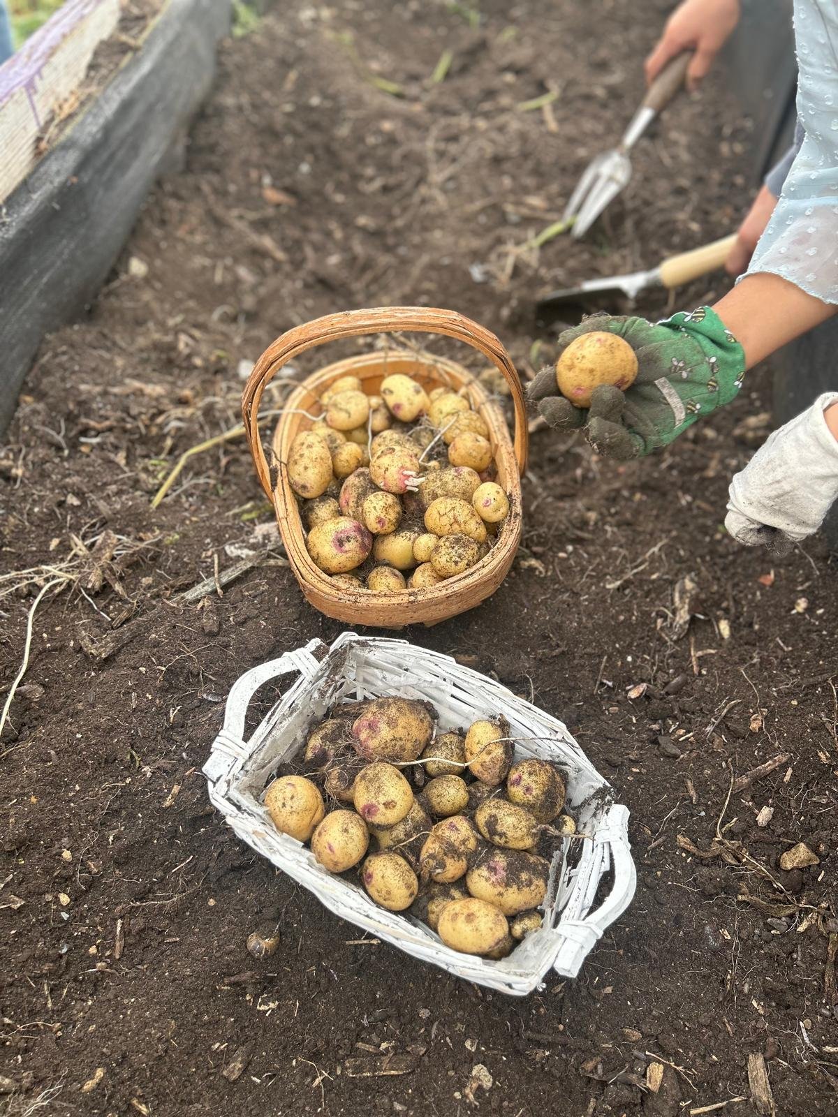 Person harvesting potatoes from the soil in a garden, with baskets of freshly dug potatoes nearby.