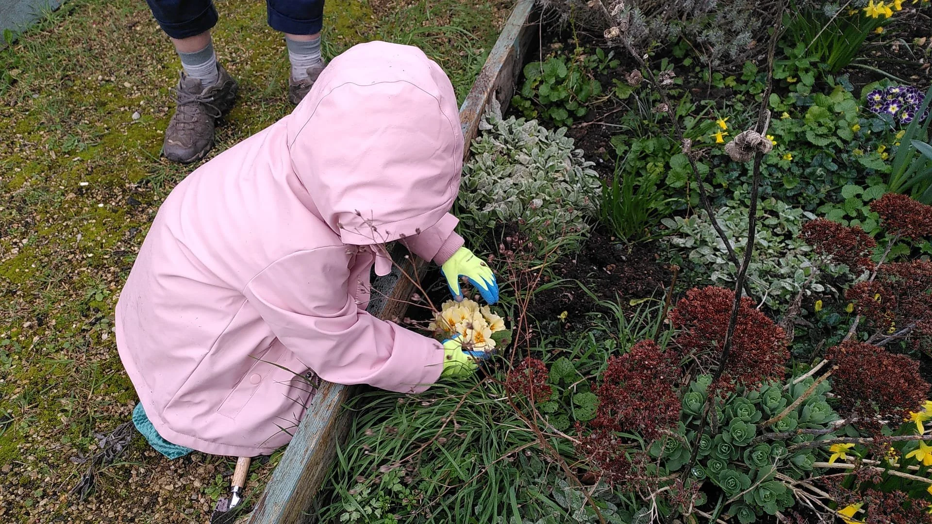 Child dressed in pink hoodie and rain boots planting flowers in a garden bed.