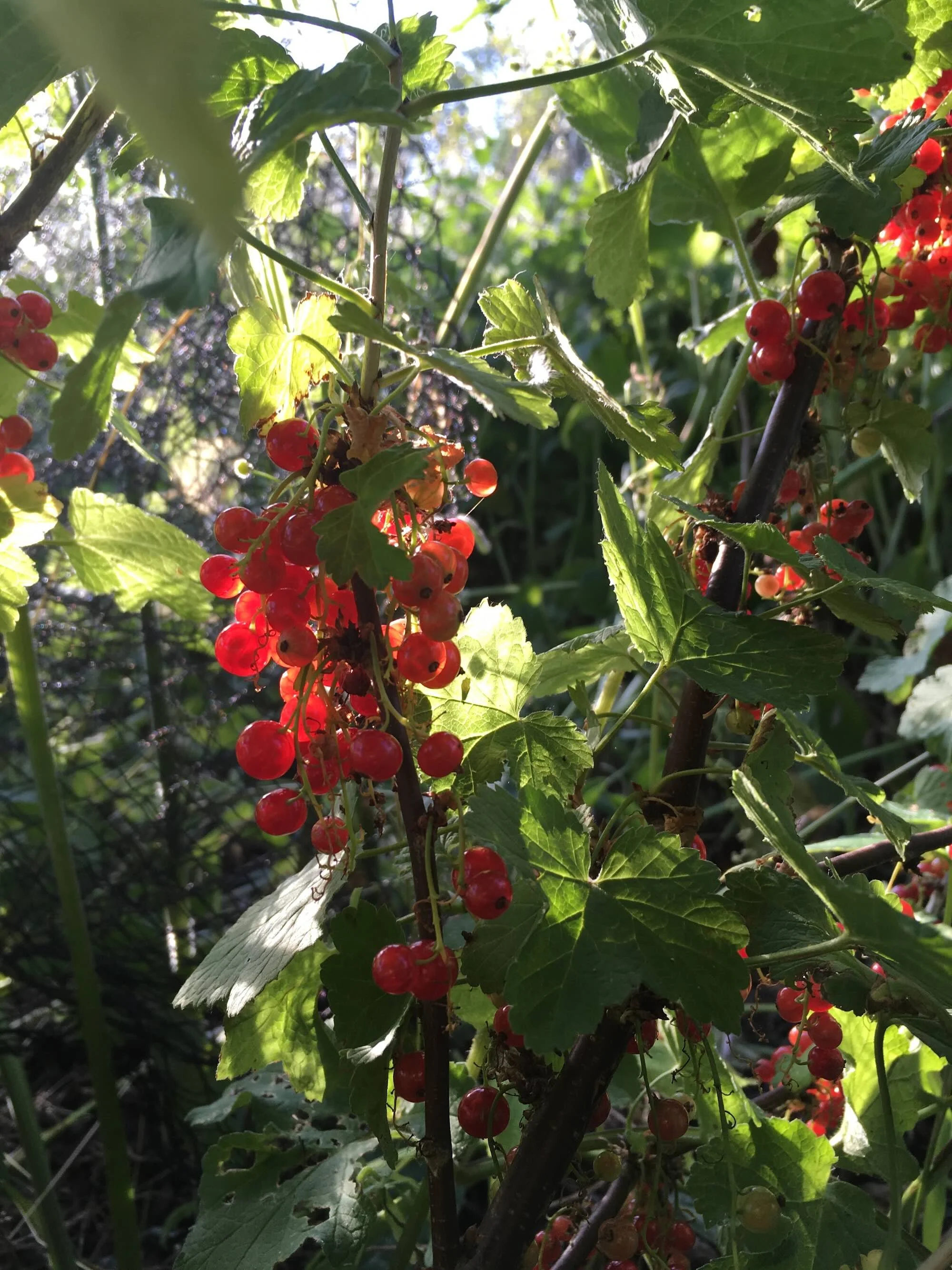 Clusters of red currant berries hanging from a bush with green leaves, sunlight filtering through