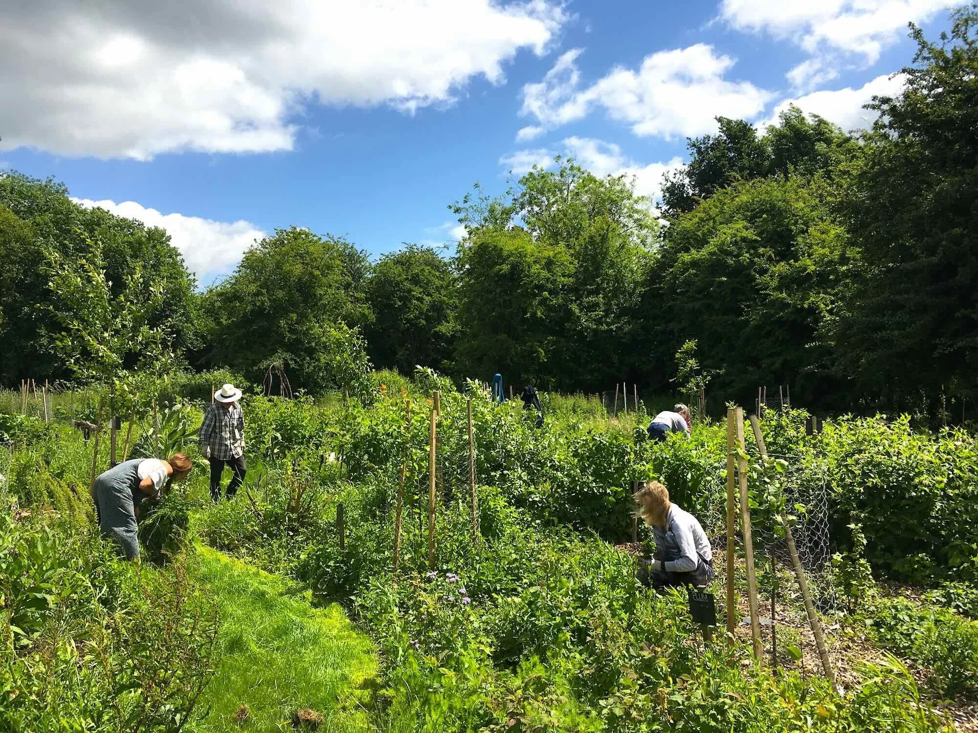 People working in a lush vegetable garden under a partly cloudy sky, surrounded by tall trees.